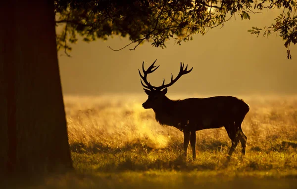 Silhuett Red Deer Svensexa Ruttningstiden Vid Soluppgången Storbritannien — Stockfoto