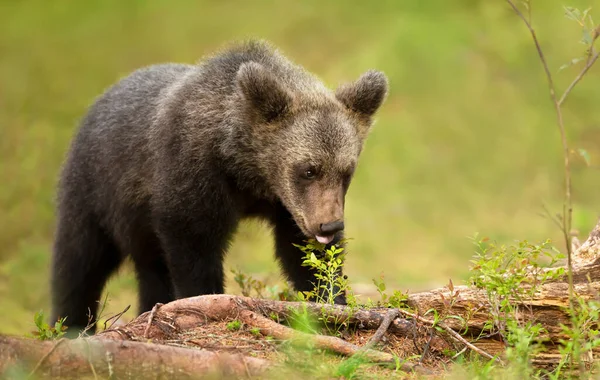 Zbliżenie Uroczego Eurazjatyckiego Niedźwiedzia Brunatnego Jedzącego Jagody Lesie Finlandia — Zdjęcie stockowe