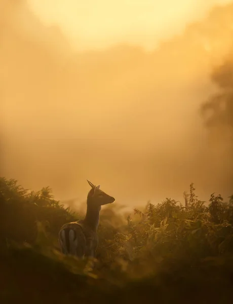 Close Young Fallow Deer Stag Sunrise — Stock Photo, Image