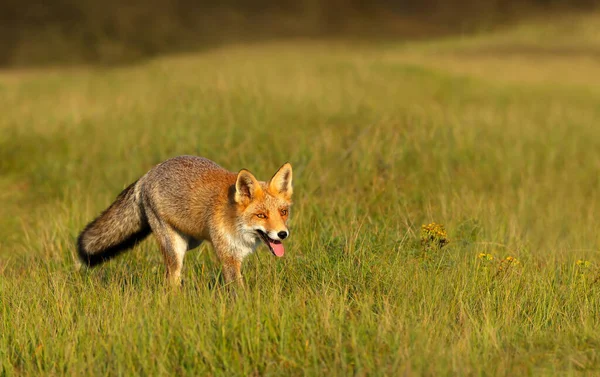 Nahaufnahme Eines Roten Fuchses Der Auf Einem Grünen Gras Läuft — Stockfoto