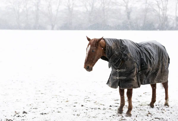 Zbliżenie Konia Kocem Padającym Śniegu Zimą — Zdjęcie stockowe