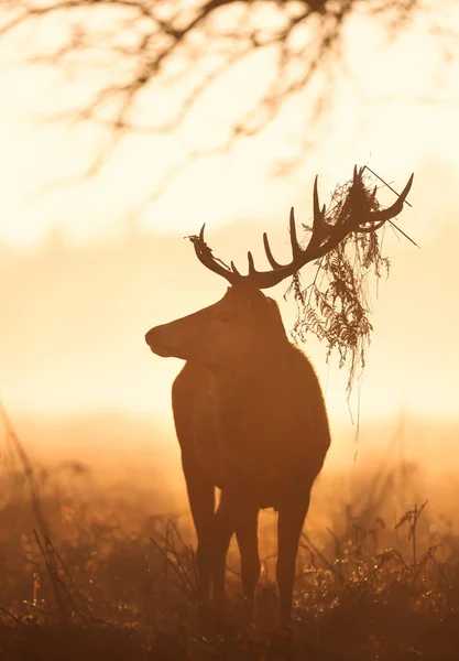 Close Red Deer Stag Foliage Antlers Season Sunrise Ηνωμένο Βασίλειο — Φωτογραφία Αρχείου