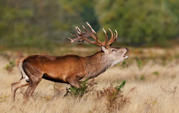 Red Deer Stag Calling Rut Autumn — Stockfoto