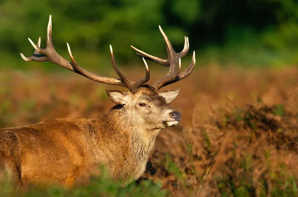 英国秋天一只红鹿的近身 — 图库照片