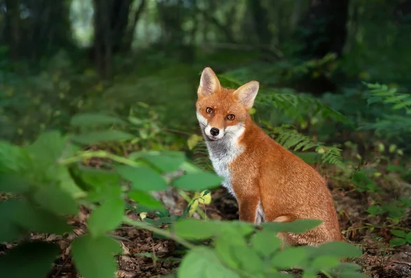 Close Red Fox Vulpes Vulpes Forest — стокове фото