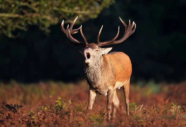 Red Deer Stag Calling Rut Autumn — Fotografia de Stock