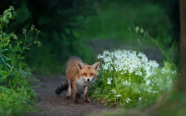 Close Red Fox Vulpes Vulpes Amongst White Variety Bluebells Spring — Stock Photo, Image
