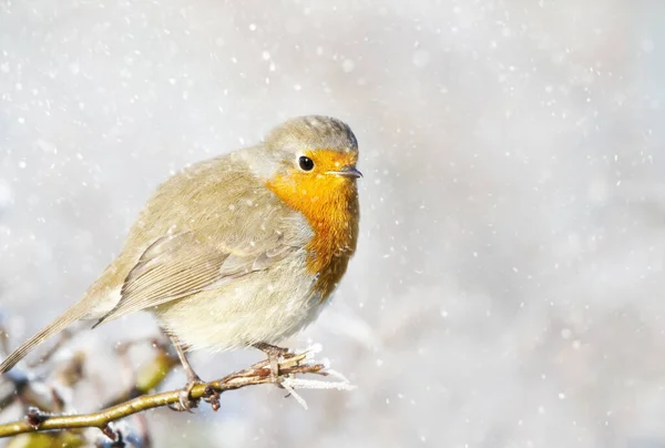 European Robin Erithacus Rubecula Perched Tree Branch Falling Snow Winter — Stock Photo, Image