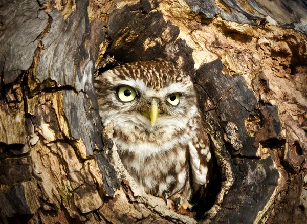 Close Little Owl Perched Tree Trunk Hole — Stock Photo, Image
