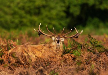 Red deer stag calling during the rut in autumn, UK.