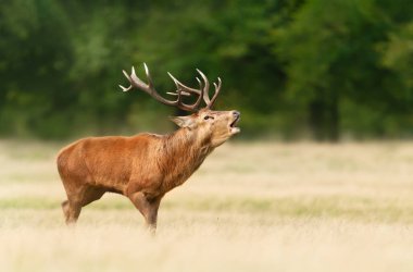 Red deer stag calling during the rut in autumn, UK.