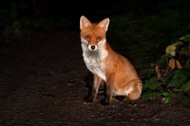 İngiltere 'de gece vakti bir ormanda Kızıl Tilki' nin (Vulpes vulpes) kapanışı..