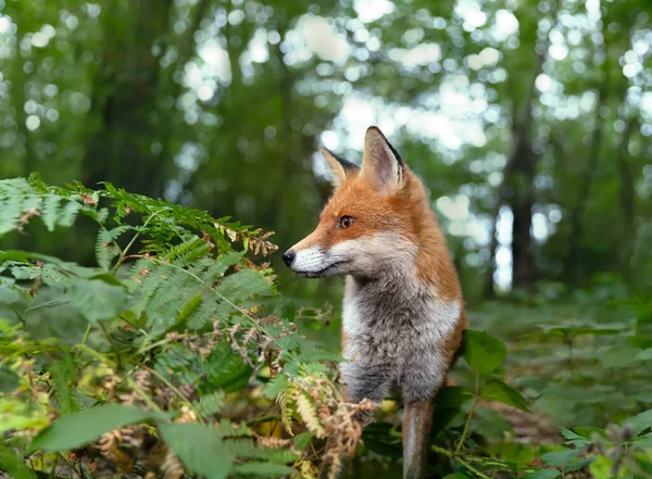 Close Red Fox Vulpes Vulpes Forest — Φωτογραφία Αρχείου