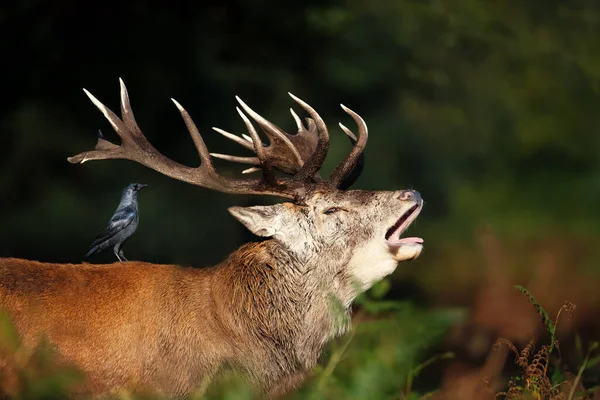 Nahaufnahme Eines Hirsches Mit Einer Dohle Auf Dem Rücken Herbst — Stockfoto