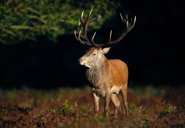 Rode Hert Hert Tegen Donkere Achtergrond Tijdens Sleur Herfst — Stockfoto