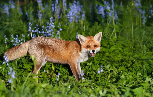 Close Red Fox Vulpes Vulpes Bluebells Spring — стоковое фото