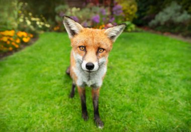 Yazın İngiltere 'de yeşil çimlerin üzerinde duran kırmızı tilkinin yakın çekimi..