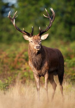 Sonbaharda İngiltere 'de kızıl bir geyik geyiğinin yakın çekimi..