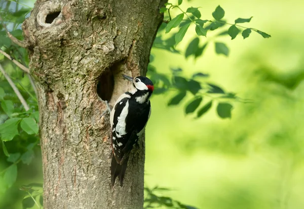 英国春天 一只雄性大斑点啄木鸟准备筑巢的特写 — 图库照片