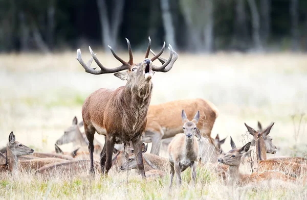 Close Red Deer Stag Bellowing Surrounded Group Hinds Rutting Season — Stock Photo, Image