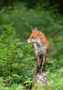 İngiltere 'de bir ormanda devrilmiş bir ağacın üzerinde duran bir Kızıl Tilki' ye (Vulpes vulpes) yakın durun..