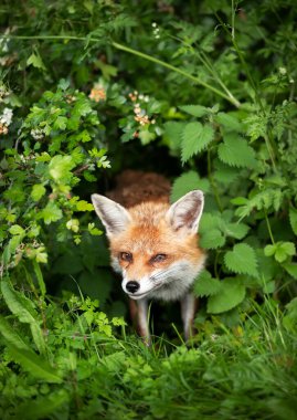İngiltere 'de bir ormanda Kızıl Tilki' nin (Vulpes vulpes) yakın çekimi..