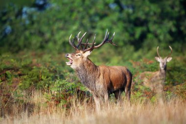 Red deer stag calling during the rut in autumn, UK.