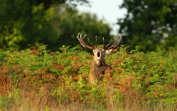 Red Deer Stag Calling Rut Autumn — Stock fotografie