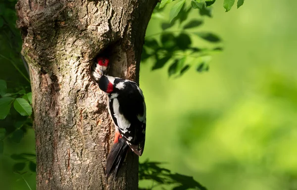 Close Male Great Spotted Woodpecker Feeding Chick — Stock Photo, Image