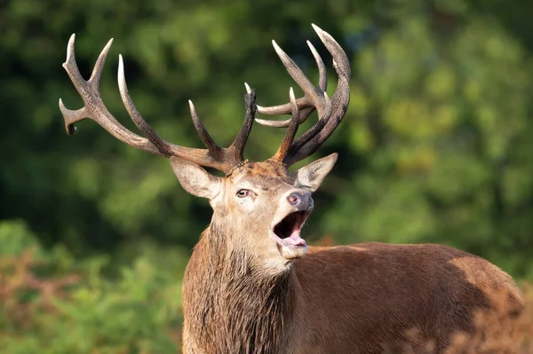 英国秋天 一只红鹿在车辙中鸣叫的特写 — 图库照片