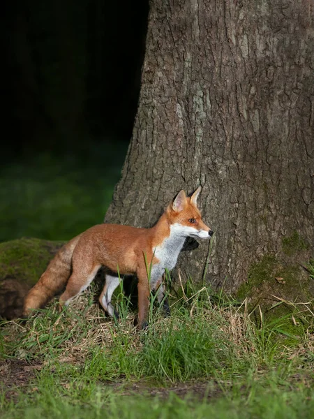 イギリスの夕方に木のそばに立っている赤い狐 ヴァルペ のクローズアップ — ストック写真