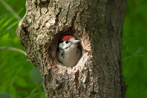 Close Juvenile Great Spotted Woodpecker Sitting Nest Spring — Stock Photo, Image