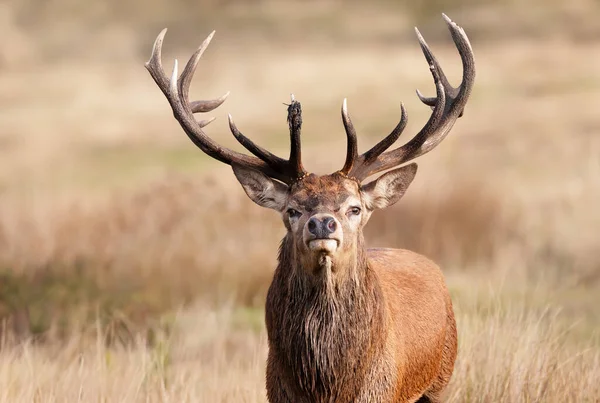 秋の鹿の剥製のクローズアップ イギリス — ストック写真