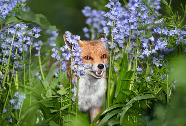 Close Red Fox Vulpes Vulpes Amongst Bluebells Spring — Stock Photo, Image