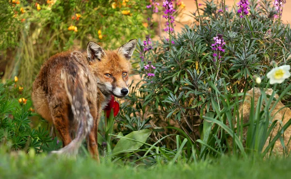バックグラウンドで花と緑の草の上に立っている赤い狐のクローズアップ 英国で春 — ストック写真