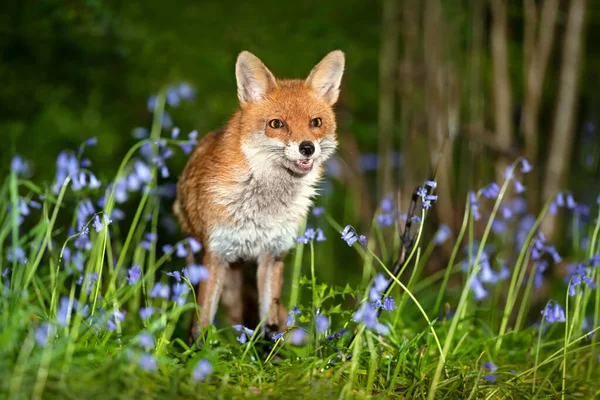 Nahaufnahme Eines Rotfuchses Vulpes Vulpes Inmitten Von Blauglocken Frühling Großbritannien — Stockfoto