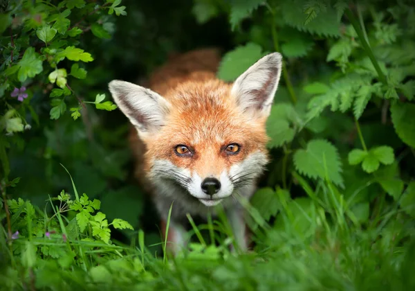 イギリスの緑の草の赤い狐 ヴァルペ のクローズアップ — ストック写真