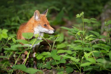 İngiltere 'de bir ormanda Kızıl Tilki' nin (Vulpes vulpes) yakın çekimi..