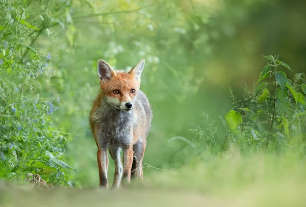 Close Red Fox Vulpes Vulpes Meadow — Stock Photo, Image