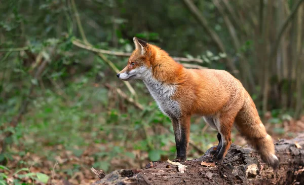 イギリスの森で倒れた木のログの上に立っている赤い狐 — ストック写真