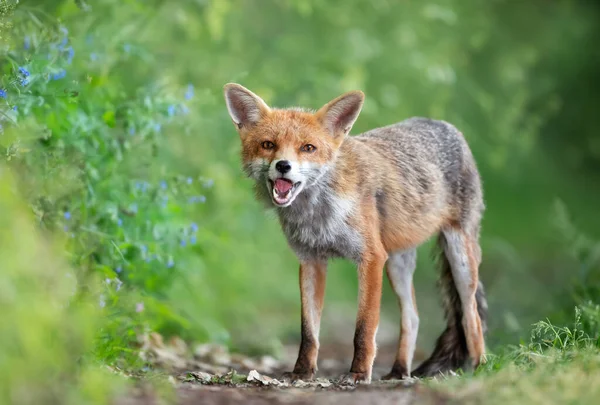 Detailní Záběr Červené Lišky Louce Velká Británie — Stock fotografie