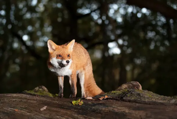 一只红狐狸站在森林的一棵树上的特写 — 图库照片