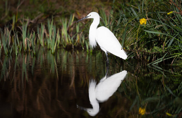 Close-up of a Little Egret fishing in a pond.