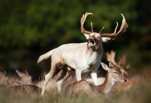 Portrait Fallow Deer Stag Calling Rutting Season Autumn — Stock Photo, Image