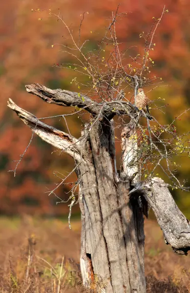 Common Kestrel Female Perched Tree Autumn — Stock Photo, Image