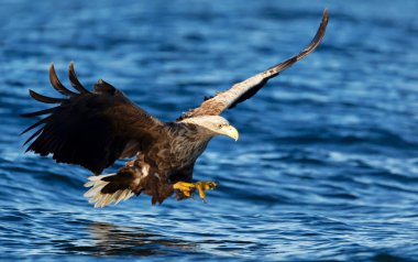 Uçan beyaz kuyruklu bir deniz kartalının güçlü pençeleriyle bir balık yakalıyor.