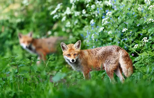 春の影に立っている赤い狐の肖像 — ストック写真