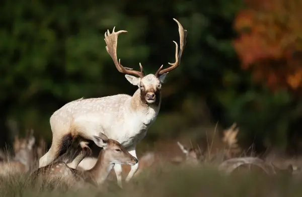 Close White Fallow Deer Standing Meadow Rut Autumn — Stock Photo, Image