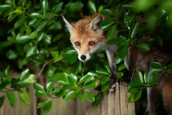 Портрет Червоної Лисиці Стоїть Садовому Паркані Стокове Фото