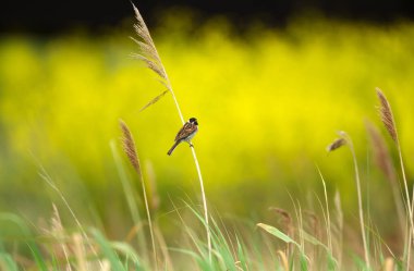 Bir sazlığa tünemiş sıradan bir sazlığa yakın çekim